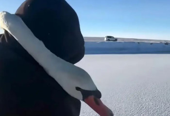 Аққуларды құтқарған ер адам желі жұлдызына айналды