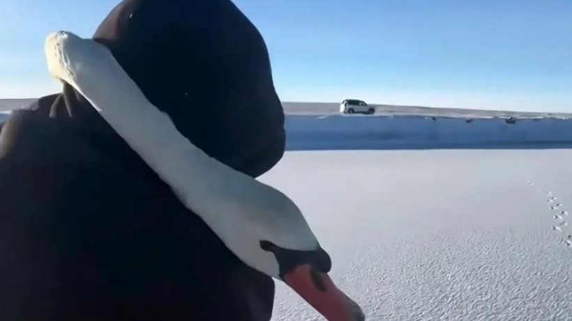  видеодан кадр 