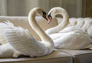 Житель Баянаула спас двух лебедей и поселил у себя дома