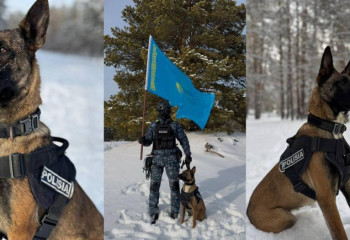 Бір иіс – бір қылмыс: Қызметтік иттердің көзге көрінбейтін ерлігі