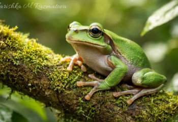 Рак побеждён? Бактерия из лягушек уничтожила раковые опухоли навсегда