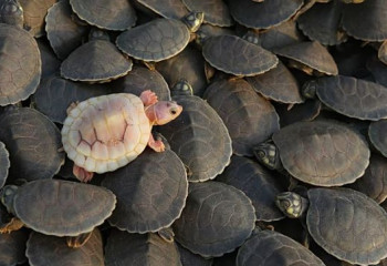 Associated Press жылдың үздік жабайы табиғат суреттерін жариялады