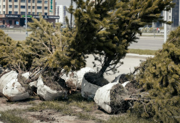 Жаңажылдық шыршалардың биылғы бағасы белгілі болды