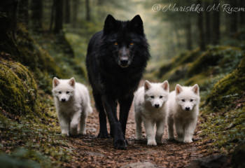 Лютоволк и мамонт: что творили учёные с ДНК в 2025 году