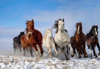 Жылқы жылының қазақ халқы үшін маңызы қандай