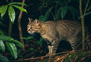В Таиланде впервые за 30 лет обнаружили редкую суматранскую кошку