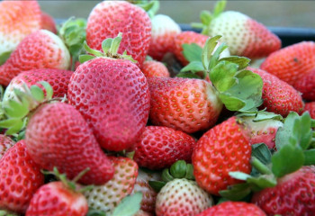 France to suspend imports of certain fruits over banned pesticide residues