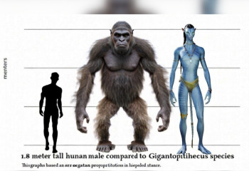 Кто такие гигантопитеки: ростом выше на`ви и возможные предки снежных людей