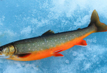 Қыс кезінде балық аулау: Әлемдік рекорд, сүйікті іс және көңіл тыныштығы...