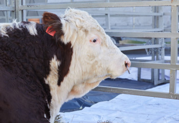 6-7%-бен несие беру: Үкімет мал шаруашылығын дамытудың кешенді жоспарын мақұлдады