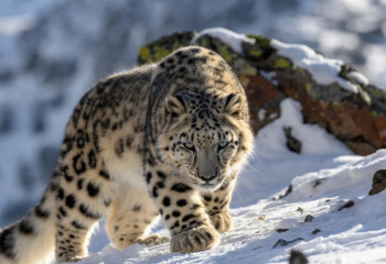 Снежные барсы спускаются с гор