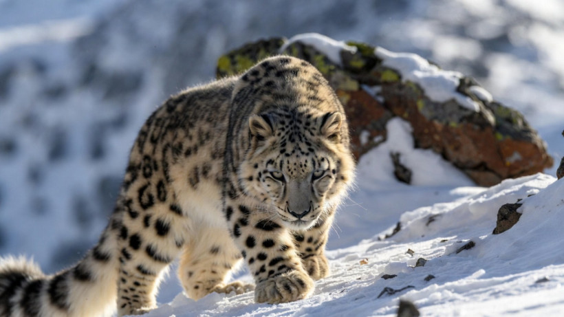  ©El.kz/Марина РУЗМАТОВА/ ИИ (Grok) 