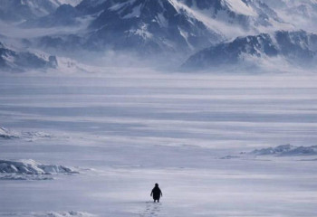 Жалғыз пингвин: 20 жылдан кейін интернетті жаулаған кадрдың құпиясы