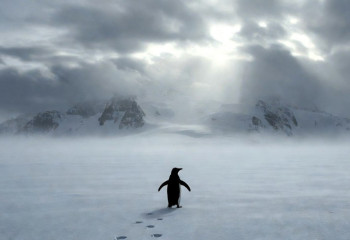 Пингвин, который вышел из чата – как один старый кадр стал символом выгорания