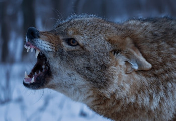 Стая шакалов подралась с тазы в Казахстане