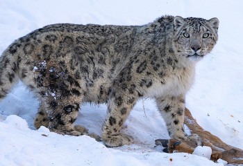 Алматинский фотограф снял уникальные кадры со снежным барсом