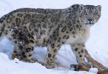 Almaty photographer captures rare footage of a snow leopard