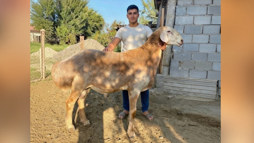  ©El.kz/Марина РУЗМАТОВА/ ИИ (Grok) 