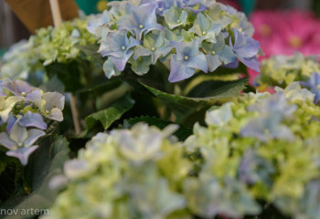 Ғалымдар өсімдіктерді ЖИ көмегімен «сөйлетті»