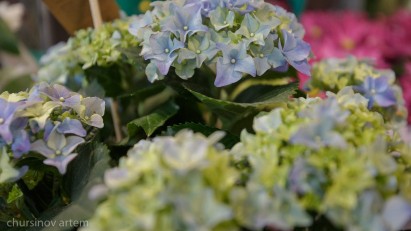  ©El.kz/Артем Чурсинов 