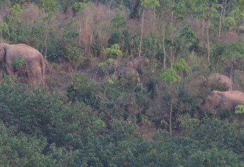 Азияда жабайы пілдер санын азайту үшін контрацептивтік вакцина қолданыла бастады