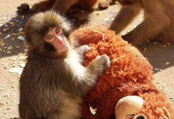 От малыша Панчо отказалась мама: как обезьянка из Японии стала мировой знаменитостью