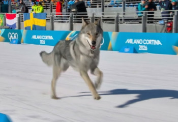 «Я думала, у меня галлюцинации»: как волк Назгул покорил Олимпиаду-2026