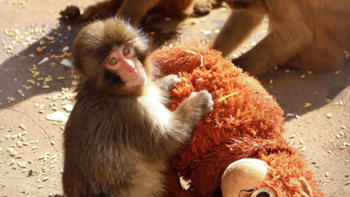  Зоопарк Итикавы 