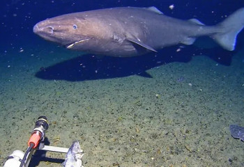 Антарктика суларында алғаш рет акула табылды