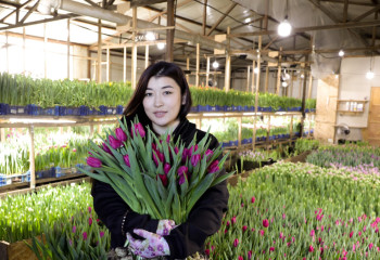 8 наурызға – 150 мың қызғалдақ: Қосшыдағы отбасылық бизнес рекорд жаңартты