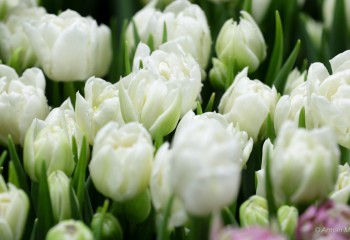 Қазақстан гүлді қайдан тасымалдайды?