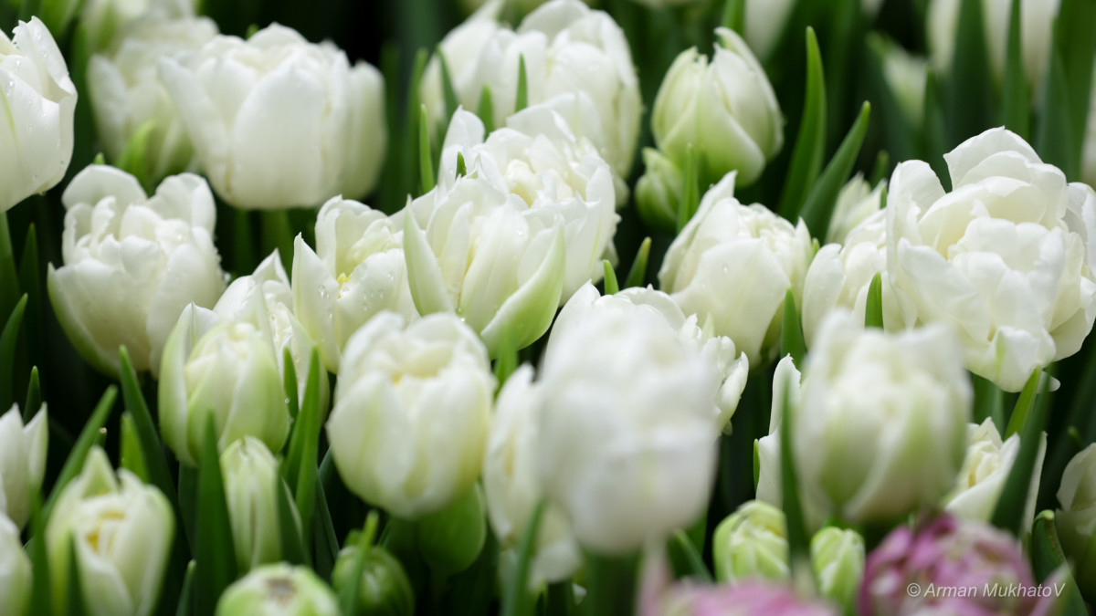  Арман Мухатов 