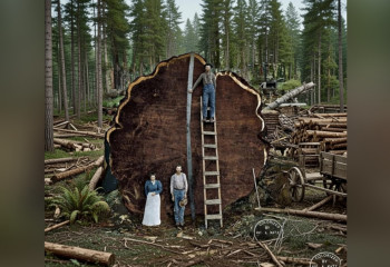 Деревья, перед которыми меркнут небоскрёбы