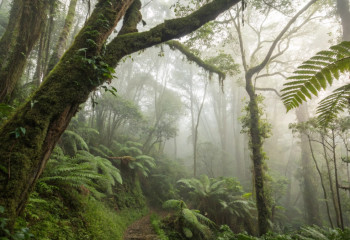 Невероятное открытие: в лесах Новой Гвинеи обнаружили сумчатых, считавшихся вымершими