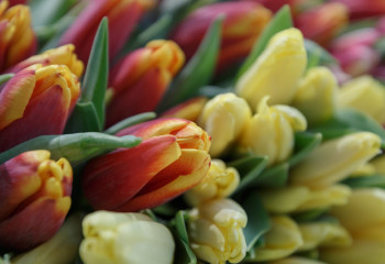 Котята и запчасти: самые необычные подарки и поздравления на 8 марта