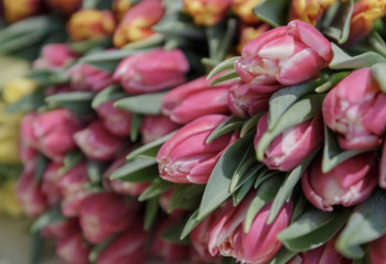 8 наурыз: Мерекенің тарихы мен маңызды деректері