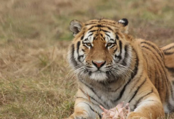 Қазақстанға сәуір-мамыр айларында тағы төрт амур жолбарысы әкелінеді