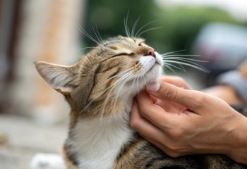 Неожиданное применение: ИИ помогает находить потерянных домашних животных