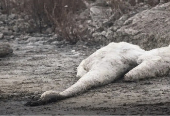 Ақтаудағы экологиялық дабыл: Каспий жағасынан қырылған аққу табылды