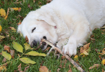 Бұралқы ит қапса не істеу керек? Қауіпті инфекциядан қорғану жолдары