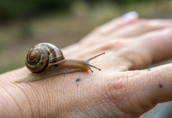 Роботы как улитки: новая технология для точной доставки лекарств от рака