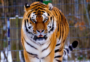 Жойылып кеткен жыртқыш қайта оралуы мүмкін: Қазақстанға төрт жолбарыс жеткізіледі