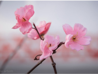 Қазақстандықтар мамыр айында 11 күн демалады: мерекелік кесте жарияланды