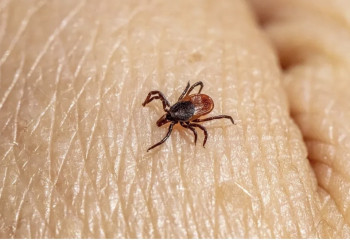 Кене маусымы басталды: аурудан қорғанудың қарапайым жолдары