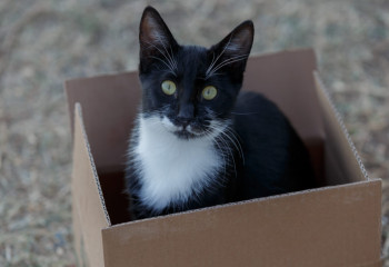 Аң-құсқа зәбір көрсету  фактісі бойынша жаза күшейеді