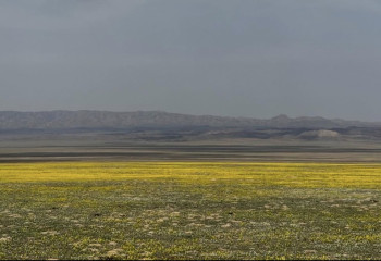 “Сары гүлдер теңізі”: Алматы маңындағы жаңа “инстаграмды” жер пайда болды