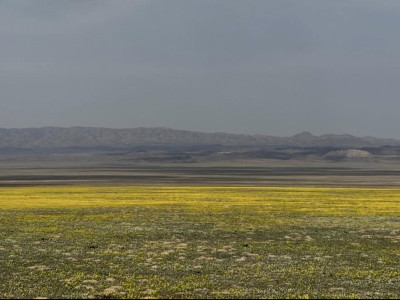 “Сары гүлдер теңізі”: Алматы маңындағы жаңа “инстаграмды” жер пайда болды