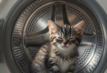 В Семее женщину оштрафовали после гибели котёнка в стиральной машине