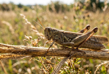 Почему одиночная саранча вдруг становится роем: эксперт объяснил механизм