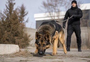 Хвостатые следователи: служебные собаки помогли раскрыть 50 убийств в РК